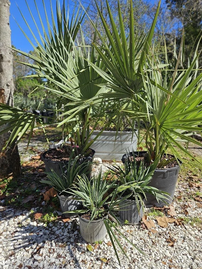 White Stopper Eugenia axillaris — Florida Native Plants Nursery